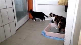 Sorry, No Cats Allowed Here