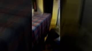 Mamaya Zam Gelmiş