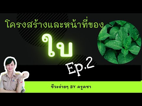 โครงสร้างและหน้าที่ของใบ ep.2