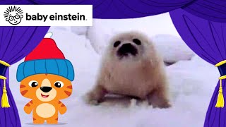 My First Animal Adventure New Clics Baby Einstein Toddler Learning Show Kids Music