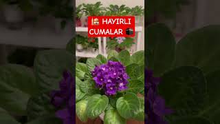 En Güzel A Mesajlari Aniz Mübarek Olsun