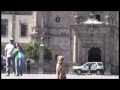 Jena Marie Olio on World's Dog Trainer (Part 1 of 2)