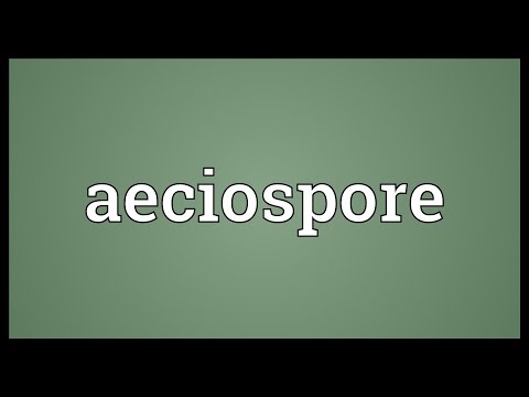 Header of aeciospore