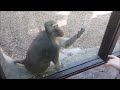 Monkeys react to magic