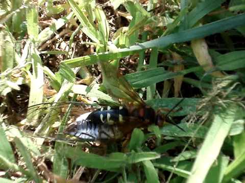 Female Cicada Killer Wasp. Cicada Killer Waspwith