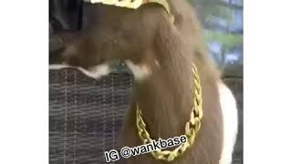 Am The Goat Meme