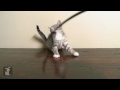 Zorro Kitten Fights His Own Sword, LOSES - Kitten Love
