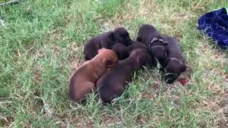 Puppyfinder Patterdale Puppies-3 Are Available