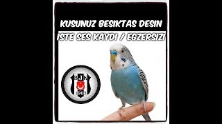 MUHABBET KUŞU KONUŞTURMA ''BEŞİKTAŞ ''SES KAYDI EGZERSİZİ