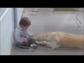 Perro cuidando a niño con Sindrome de Down- Impactante video Perro cuidando a niño con Sindrome de Down- Impactante video