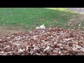 Pile of Leaves & Big Boy Buck