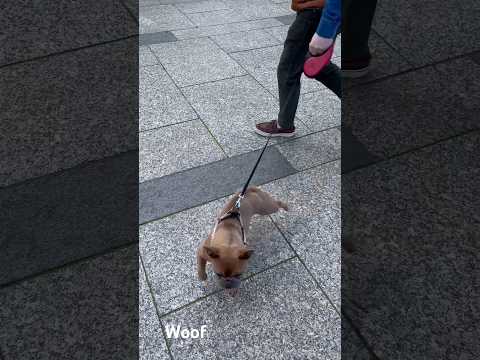 Doggo attacks skater in SF