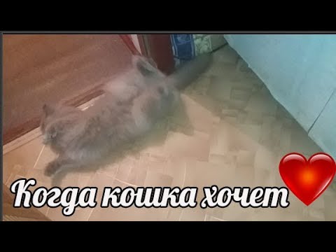 Кошка Хочет Секса