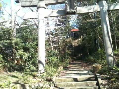 加賀・山代温泉「山代温泉の名桜＠春日神社」