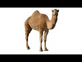 144p camel sex