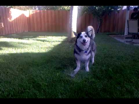 siborgi puppies for sale corgi husky mix for sale breeds picture siborgi puppies for sale corgi husky mix for sale breeds picture