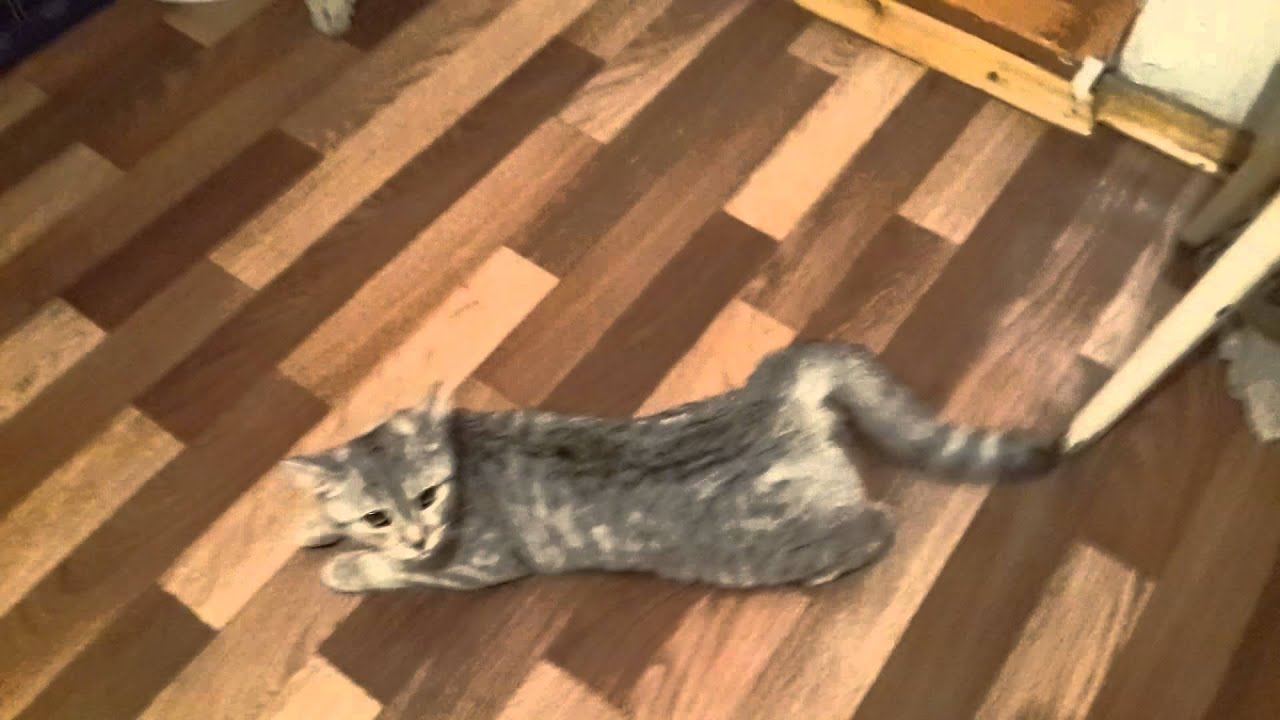 Как сделать кошке приятно во время течки Как сделать кошке приятно во время течки