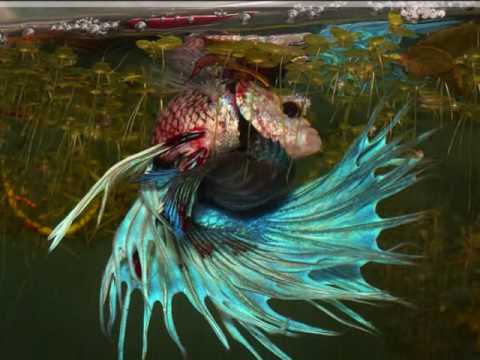 Betta Fish Fighting