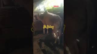 Si Bohay Bolloqu