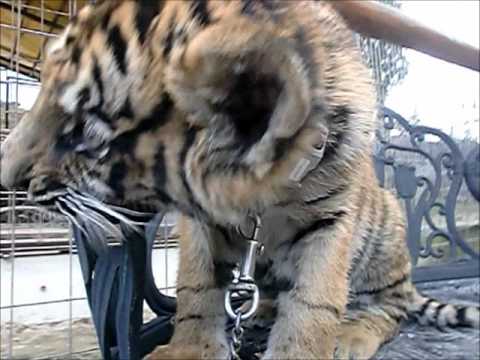 香川しろとり動物園のトラの赤ちゃんたち2010年秋