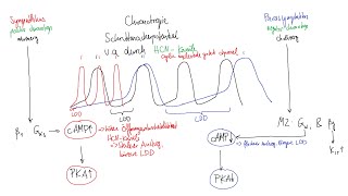 Physiologie: Herz-Kreislauf 4 – Vegetativer Einfluss Auf Das Herz