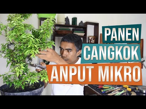 VIDEO : panen cangkok bahan bonsai anting putri mikro - anting putri (wrightia religiosa) mikro dapat dibedakan dengan melihat daun yang lebih kecil dibandingkan dengan anting putri ...