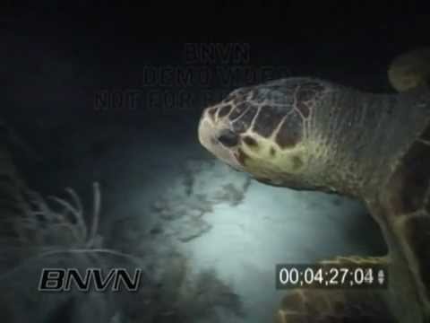 8/4/2001 Dry Tortugas, FL - Night Diving And BIG Loggerhead Turtle Attack