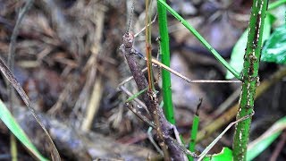 Northern Walkingsticks Mating and interrupted by my puppy