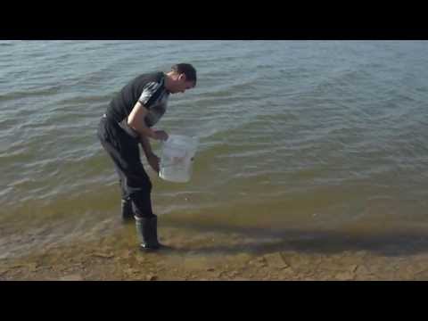 "Переселение душ" - судачок 20.05.13 (Донецкое море, часть 1-я пляж)