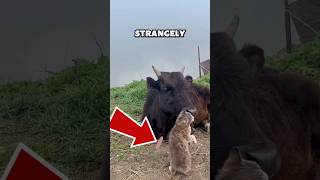 Cat Behavior