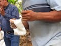 cultivo anturios