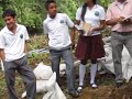 cultivo anturios