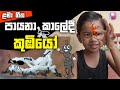 Payana Kaledi Song | Koombiyo | Kids Sinhala | Lama Gee | Nursery Rhyme | Original Full @BoozDiary