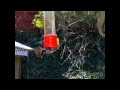 Real Angry Birds! Slow Motion Hummingbirds 10 - fights and bites V11324