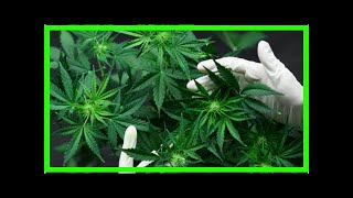 Breaking News | Why the Mission Statement and Business Plan for a Cannabis Business Are Unique
