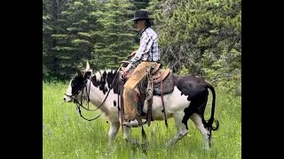 Riding The Buffalo X