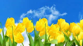 Весенний Футаж Фон Желтые Тюльпаны - Для Поздравления С Праздником Весны, 8 Марта, День Рождения.