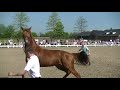 2 jarige hengst High Five US x Krack C x Gribaldi