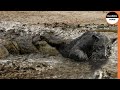 Leopard Caught In A Crocodile Trap !!