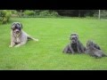 Cane Corso pups van Het Hezehof