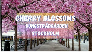 Beautiful Spring Cherry Blossoms || Kungsträdgården || Stockholm || Sweden || Li