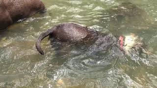 2 Aggressive Pitbulls, Anakin And Chilo Swimming At The River With The Pack.