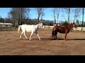 Crazy-Go-Nuts Horses