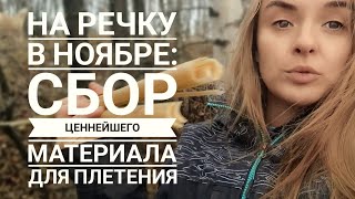 Срочно На Речку! Ноябрь - Самое Время Для Заготовки Правильного Рогоза Для Прочного Плетения!