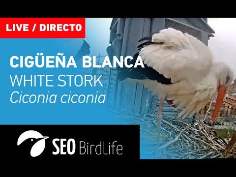 Cigüeña blanca - Alcalá de Henares - SEO/BirdLife