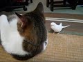 bird