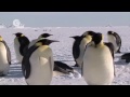 Science Nation - Emperor Penguin Populations in Antarctica and Climate Change