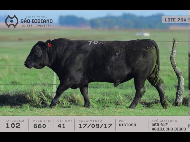 TOUROS ANGUS - LEILÃO VIRTUAL SÃO BIBIANO 2020