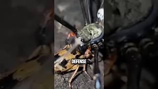 This Shouldnt Be Possible For An Insect