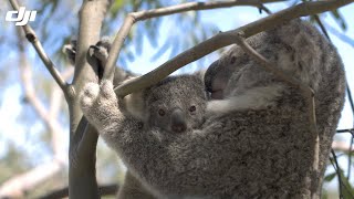 DJI Stories - Counting Koalas